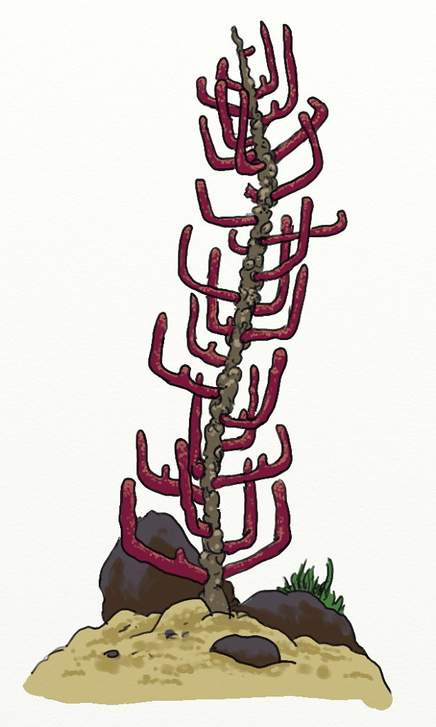 coral-plant-c-02.jpg